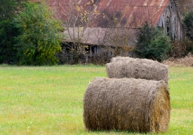 rolls of hay drying in field near barn