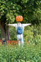 scarecrow with a pumpkin on his head