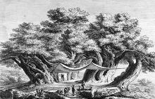 Sketch of a large tree with a house built into it with covering 