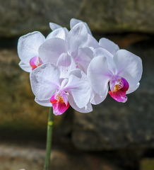 stem of beautifu white and purple orchides 7900