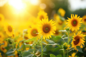 sunflowers under the golden morning light