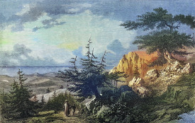 The Cedars of Lebanon Illustration Colorzied illustration