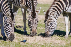 three zebras eating grass in africa
