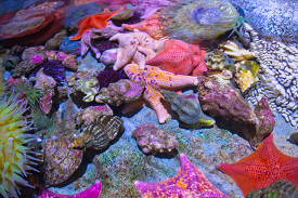 tide pool animals starfish anemones urchins shells
