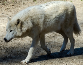 timber wolf walking