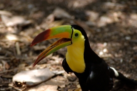 toucan bird caribbean 4993