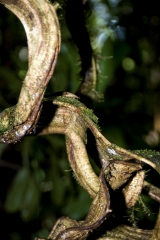 Twisted Plant Stem Costa Rica