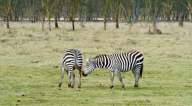 two zebras in the open african savanna