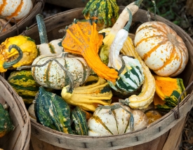 variety fall gourds in basket