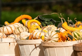 variety fall gourds in baskets