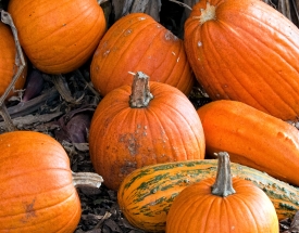 variety of fall pumpkins