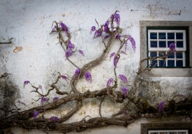 white washed building with wisteria growing