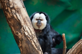 white-faced saki an energetic monkey species native to South Ame