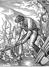wine grower tending to crops during the middle ages