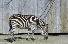 zebra near fence 6517A