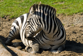 zebra rests in the dirt
