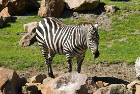 zebra standing near rocks at a zoo