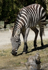 zebra walking on grass