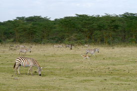 zebras in the open savanna in africa