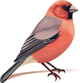 red finch bird