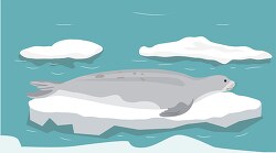 seal resting piece of broken ice on ocean clipart