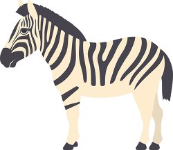 zebra with a black and white stripes