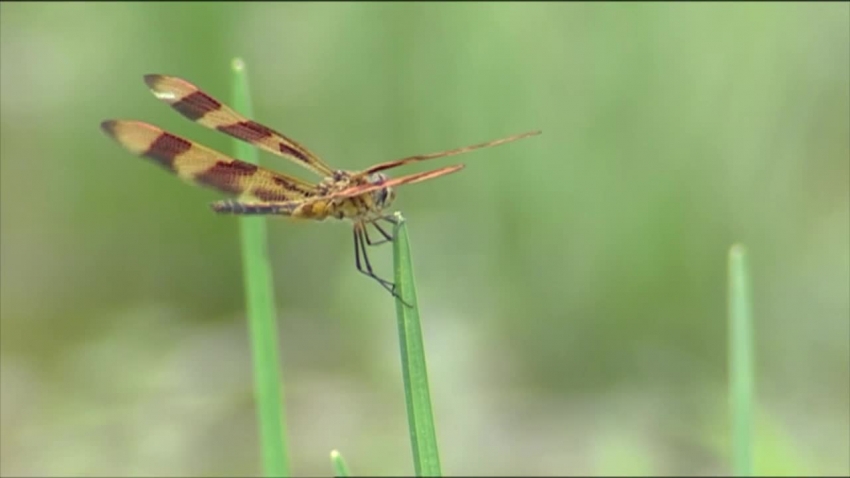 dragonfly perched on grass blade video