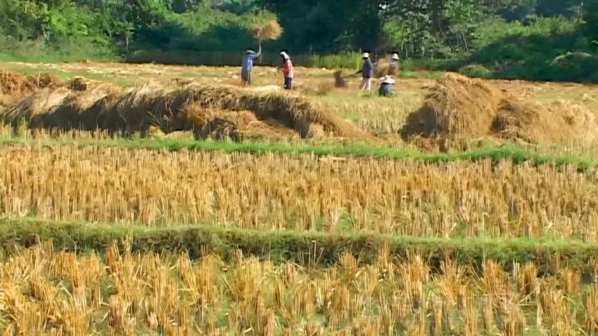 people working rice paddy fields in thailand video