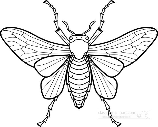 black outline coloring flying insect with big eyes clip art