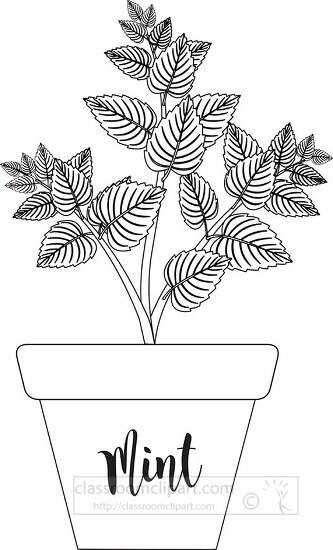 herb mint in labeled planter black white outline clipart