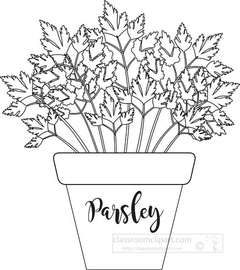 herb parsley labeled in planter black white outline clipart