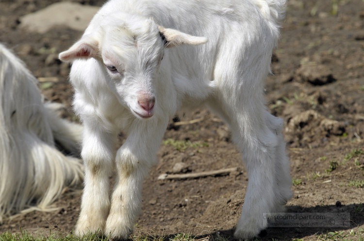 baby goat is standing