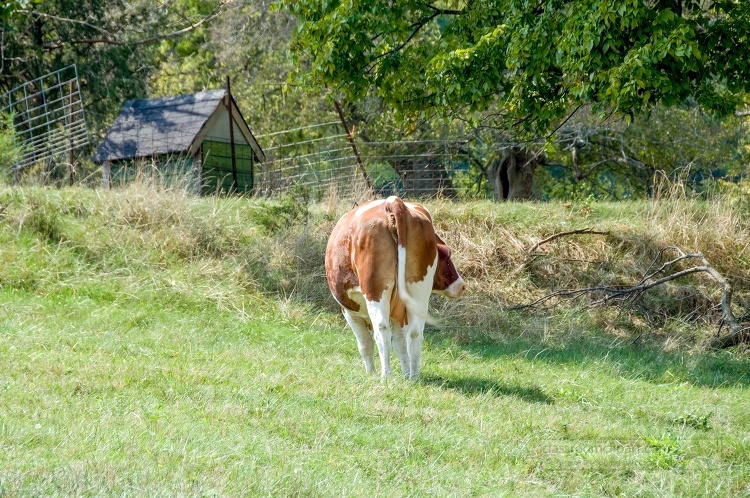 back view of cow grazing in the grass