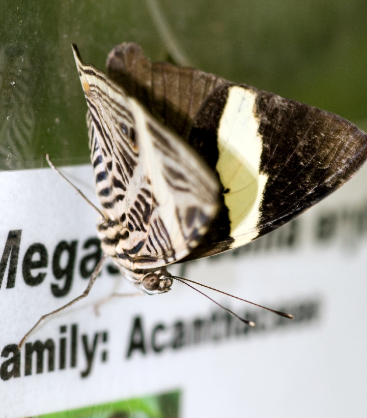 Butterfly Resting On Sign
