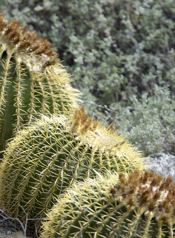 cactus plant 793a