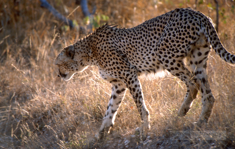 cheetah in the grass in the serengeti