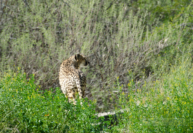 cheetah is standing in a field of green grass and bushes