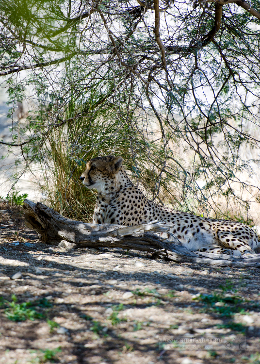 cheetah side view under tree 600