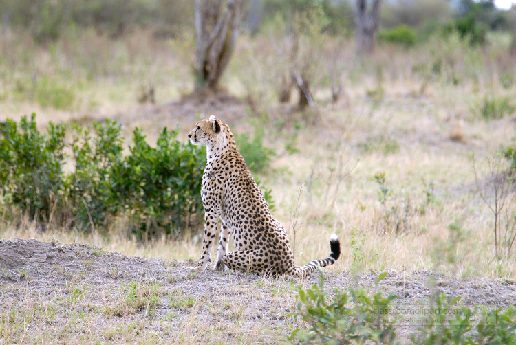 cheetah sitting on the ground looking away kenya-africa