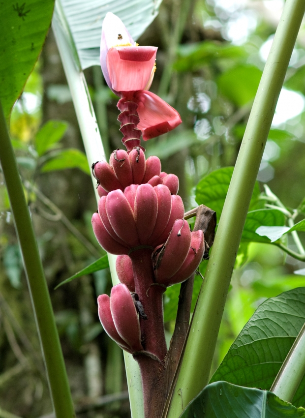 Costa Rica Red Bananas