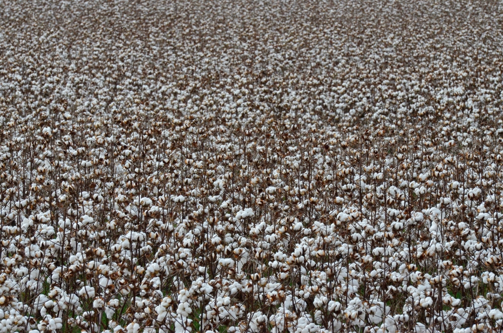 cotton growing in field picture image
