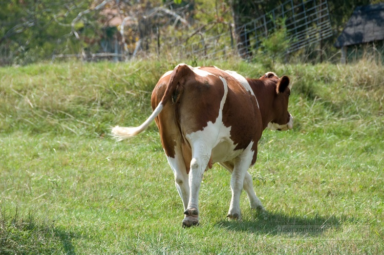 cow walking in a field with a fence in the background