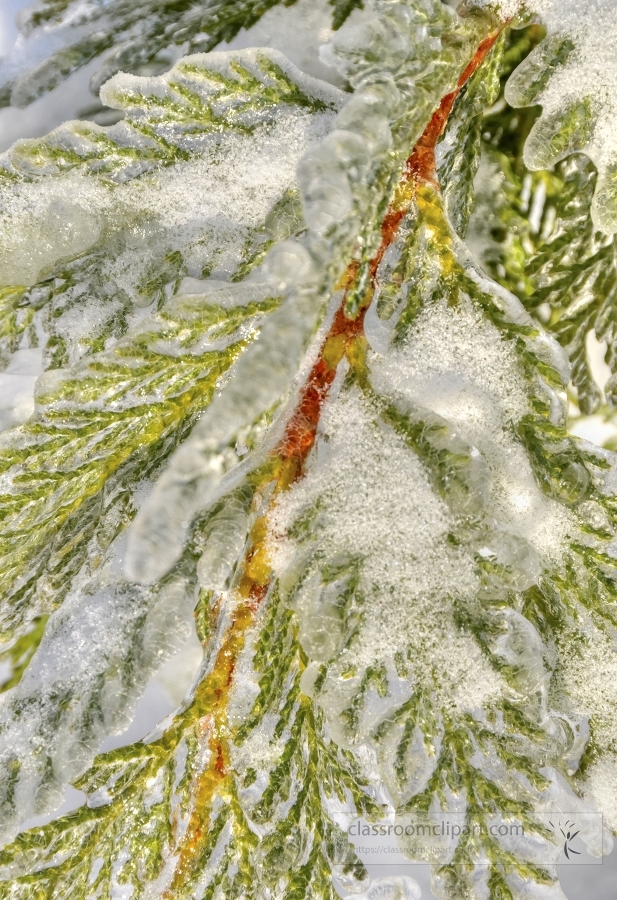 evergreen plant covered in a layer of winter snow and ice