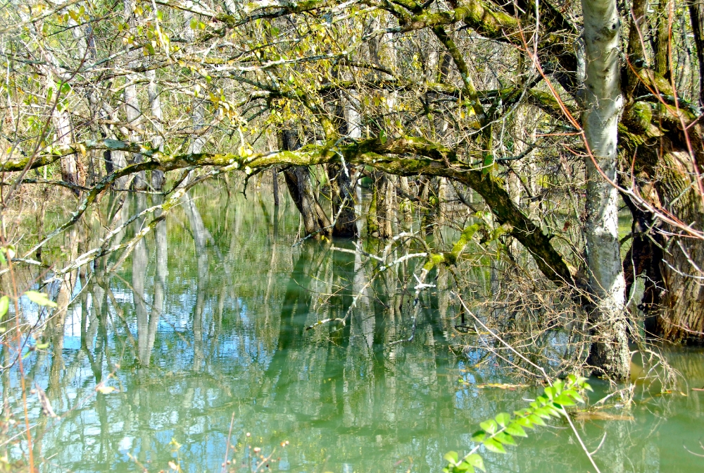 fall tree in water filled creek