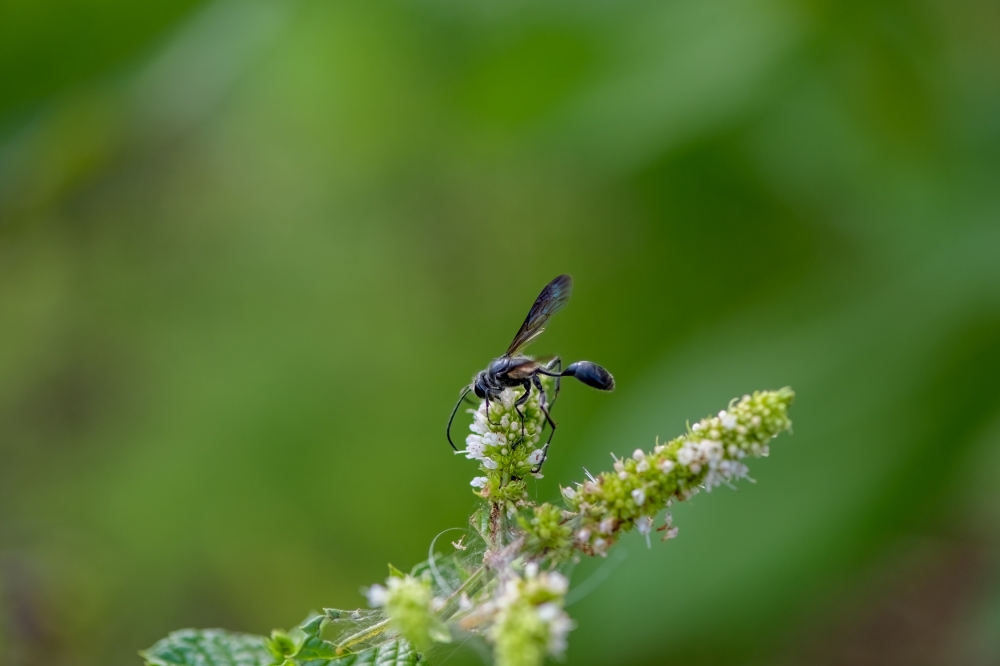 great black wasp on tip of flower