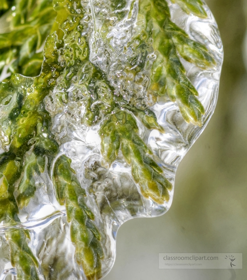 green plants covered with a layer of ice