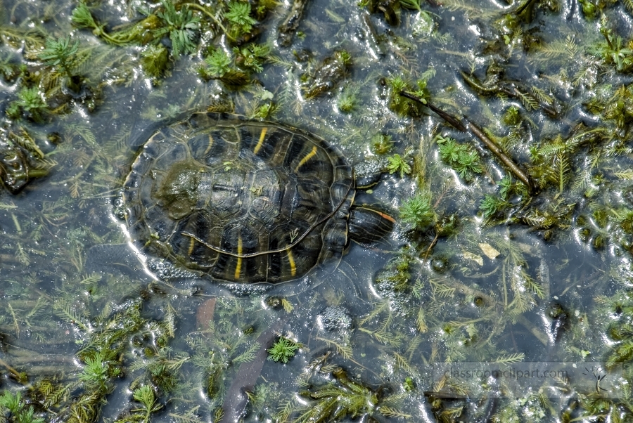 green turtle in marsh photo 160