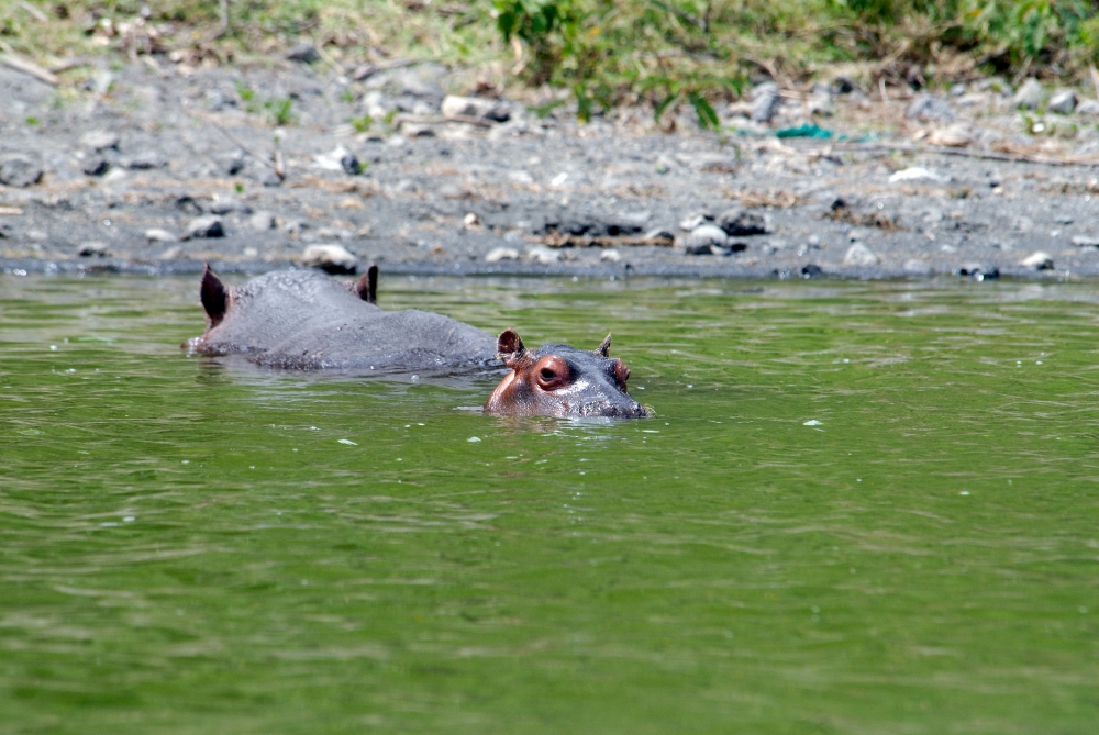 Hippopotamus Lake Naivasha hippo near shoreline at Lake Naivasha