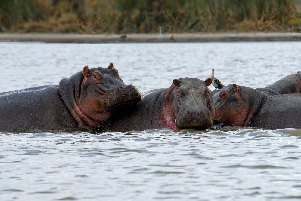 Hippopotamus Lake Naivasha, Kenya Africa Pod of Hippopotamus sho