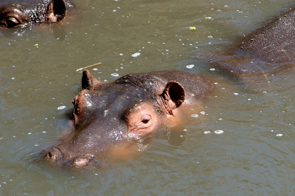 Hippopotamus, Masai Mara National Reserve, Kenya Africa hippopot